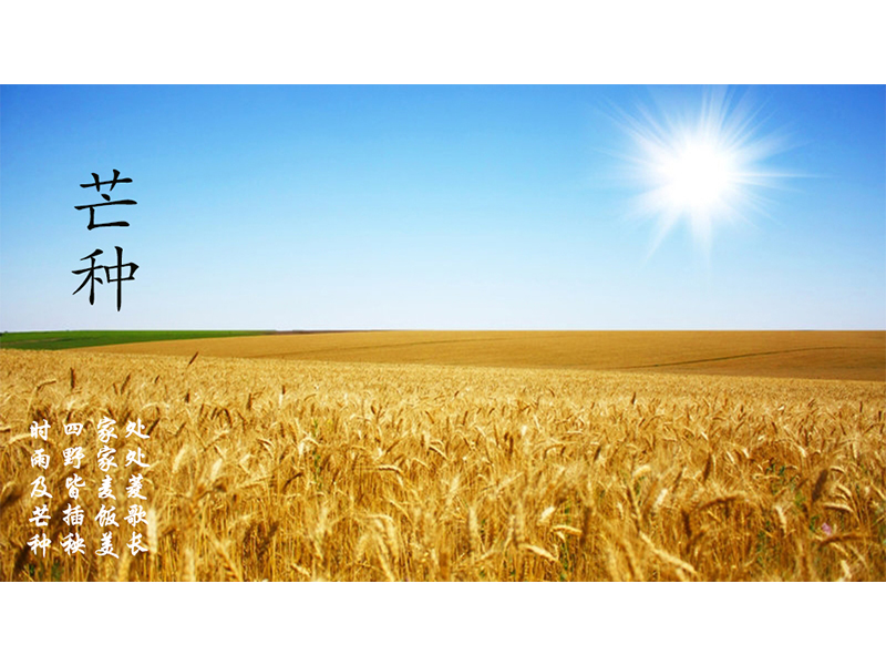 芒種